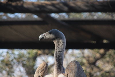 Close-up of a bird