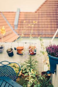 Close-up of potted plants against building