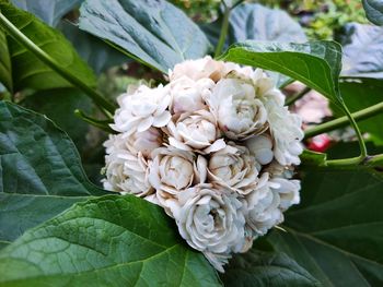 Close-up of white flowering plant