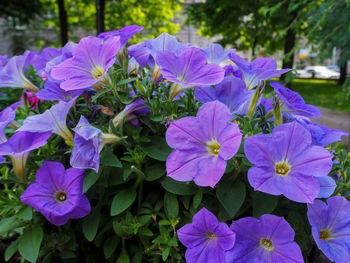 Close-up of purple flowering plants in park