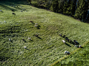 High angle view of sheep grazing on grassy field