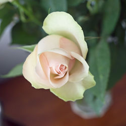 Close-up of rose against blurred background