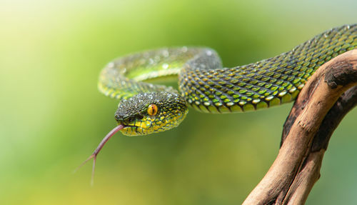 Close-up of lizard on branch