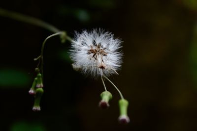 Close-up of white dandelion flower