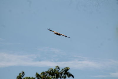 Low angle view of bird flying in sky