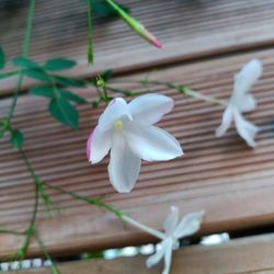 Close-up of white flowers