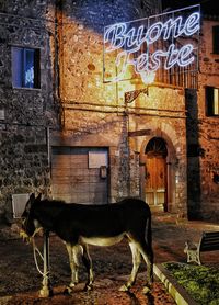 Horse in front of built structure