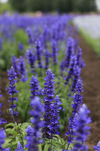 Close-up of purple lavender flowers