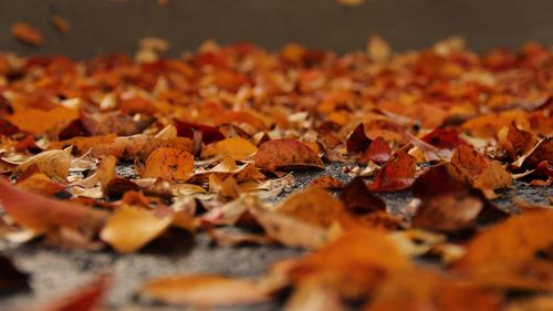 Close-up of fallen maple leaves during autumn