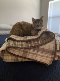 Cat sitting on bed at home