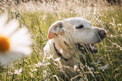 Cute dog lying in grass on summer meadow. portrait of happy labrador retriever during summer day.