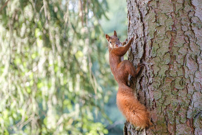 Squirrel on tree trunk looking at camera
