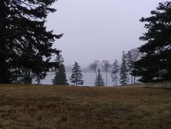 Trees on field against clear sky