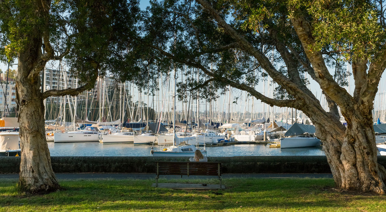 tree, nautical vessel, no people, outdoors, transportation, nature, water, sky, beauty in nature, day, harbor