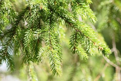 Close-up of pine tree branch