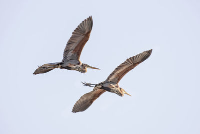 Low angle view of bird flying against clear sky