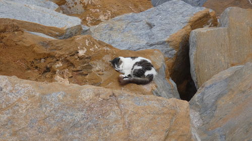 Portrait of a cat on rock