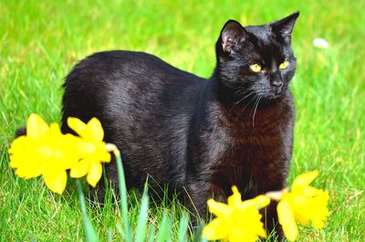 Close-up portrait of black cat on yellow flower
