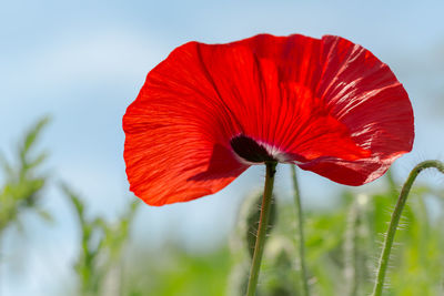 Close-up of red poppy flower