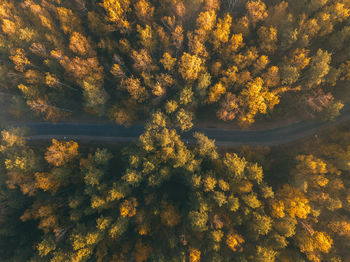 High angle view of flowering plants and trees