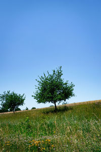 Tree on field against clear sky