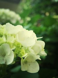 Close-up of white flowers