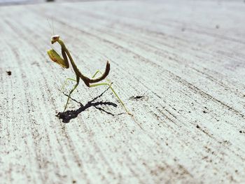 Close-up of praying mantis on footpath during sunny day