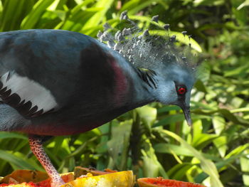 Close-up of bird eating