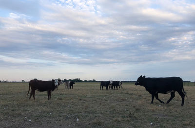 Cows standing in a field