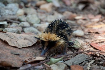 Lowland streaked tenrec on field