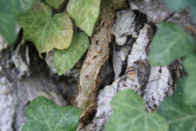 Close-up of leaves on tree trunk