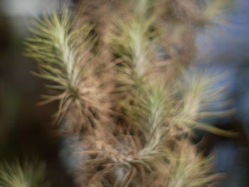 Close-up of plants