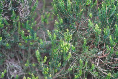 Close-up of plant growing in forest