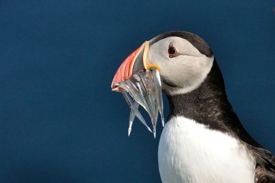 Close-up of seagull against clear sky