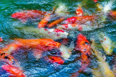 Close-up of koi carps swimming in sea