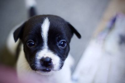 Portrait of cute puppy