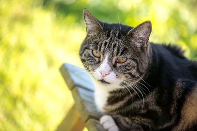 Close-up portrait of tabby cat