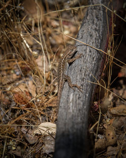 Close-up of a lizard on a field