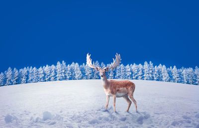 Deer standing on snowy field against clear blue sky during sunny day