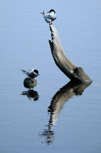 Two terns birds resting on a log in a lake with reflection