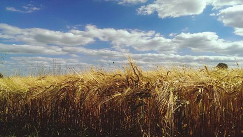 Scenic view of field against cloudy sky