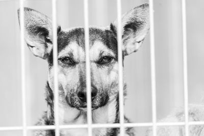 Portrait of dog in cage