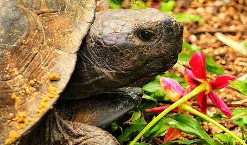 Florida gopher tortoise