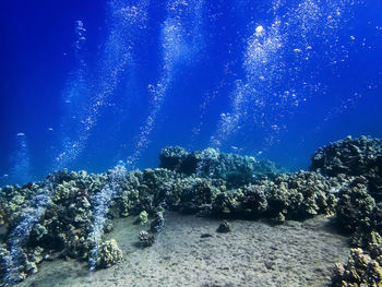 View of coral swimming in sea