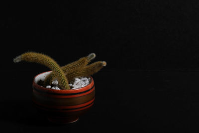 Close-up of potted plant against black background