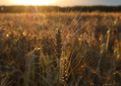 Close-up of wheat growing on field