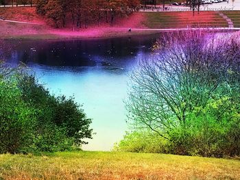High angle view of trees on field by lake