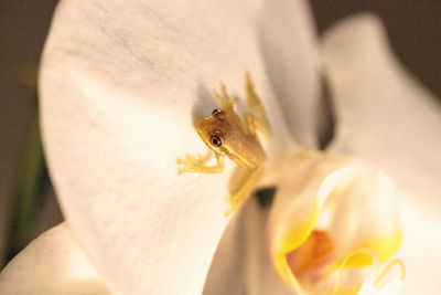 Close-up of insect on flower