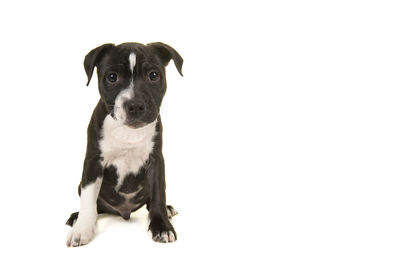 Portrait of puppy sitting against white background