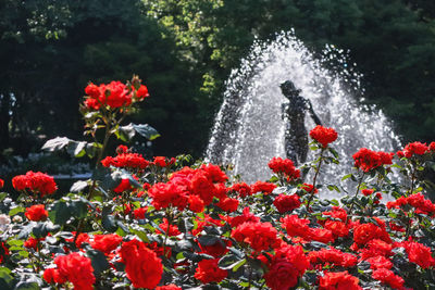 Close-up of red flowering plants against fountain
